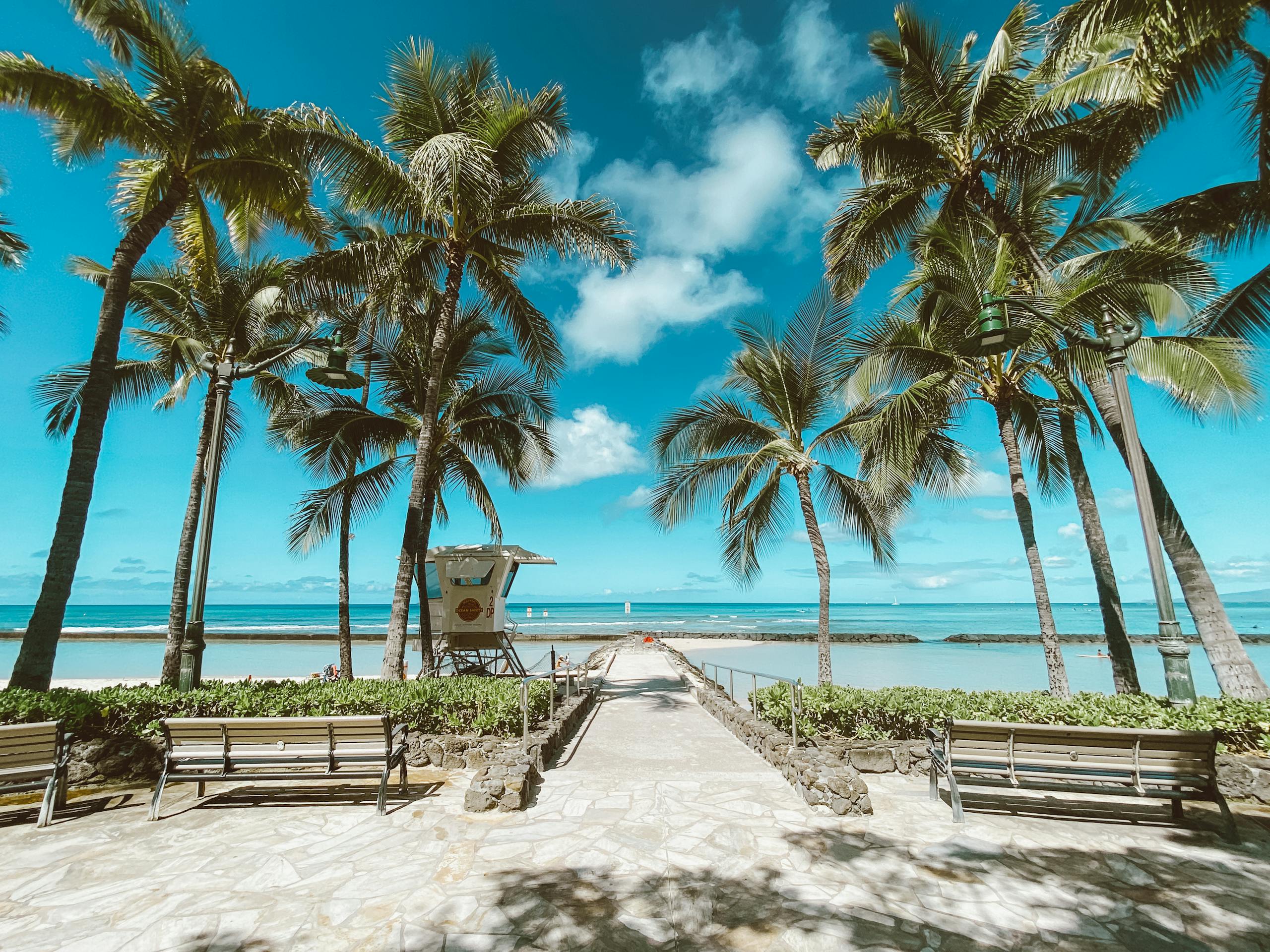 Palm Tree Near Body of Water